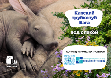 Капский трубкозуб Бага – под опекой НПЦ «Промэлектроника»